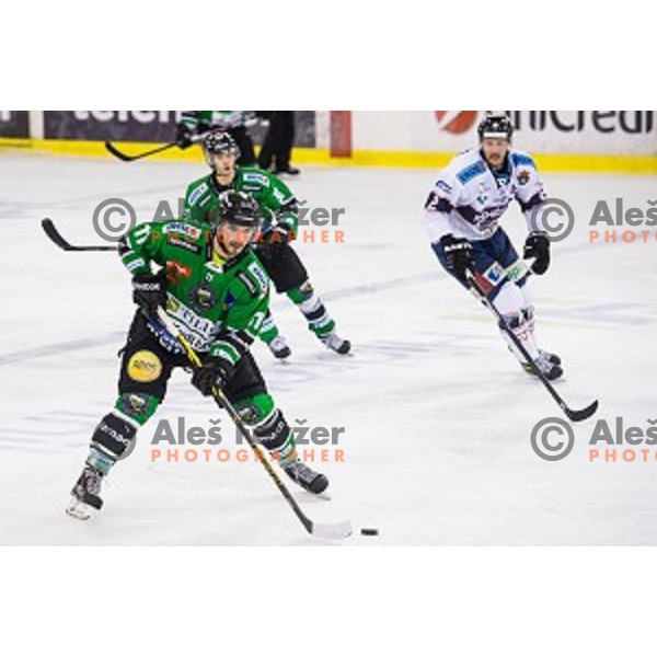 Ziga Pesut of Olimpija in action during ice hockey match of 27th round of EBEL League in Season 2014/15 between HDD Telemach Olimpija and SAPA Fehervar AV 19, played in Tivoli Hall, Ljubljana, Slovenia, on December 14, 2014
