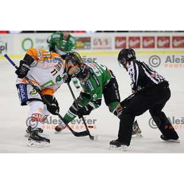 of Telemach Olimpija in action during Telemach league ice-hockey match Telemach Olimpija-Graz 99ers in Tivoli Hall, Ljubljana, Slovenia on January 6,2015