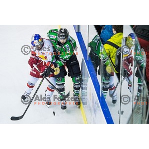 Gregor Koblar of Olimpija in action during ice hockey match of Ice Fest, 43th round of EBEL League in Season 2014/15 between HDD Telemach Olimpija and EC Red Bull Salzburg, played in Tivoli Hall, Ljubljana, Slovenia, on January 30, 2015