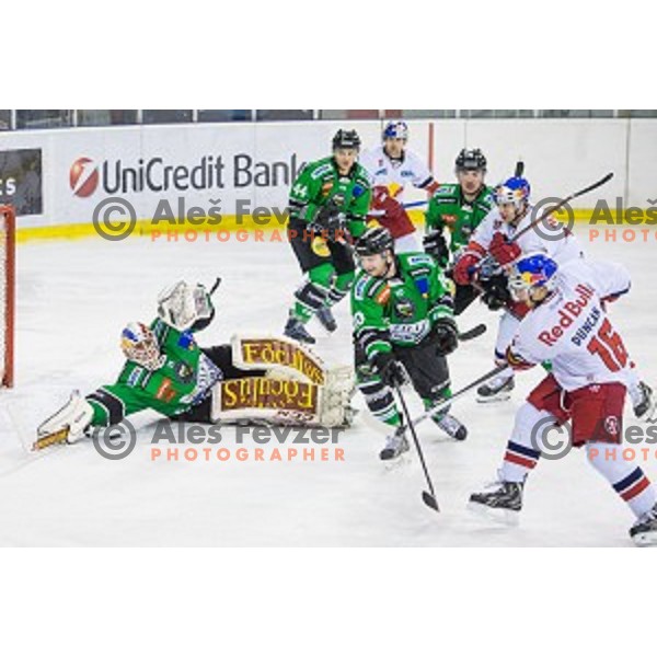 Miika Wiikman of Olimpija in action during ice hockey match of Ice Fest, 43th round of EBEL League in Season 2014/15 between HDD Telemach Olimpija and EC Red Bull Salzburg, played in Tivoli Hall, Ljubljana, Slovenia, on January 30, 2015