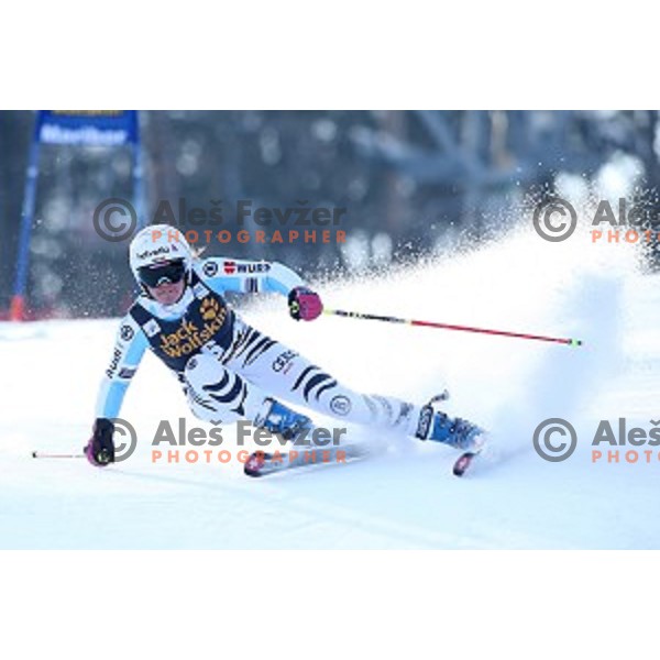 Viktoria Rebensburg (GER) in first run of 51. Golden Fox- Zlata Lisica FIS World Cup Giant Slalom in Maribor, Slovenia on February 21, 2015