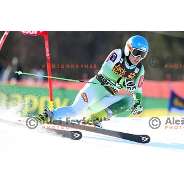 Ana Drev in first run of 51. Golden Fox- Zlata Lisica FIS World Cup Giant Slalom in Maribor, Slovenia on February 21, 2015
