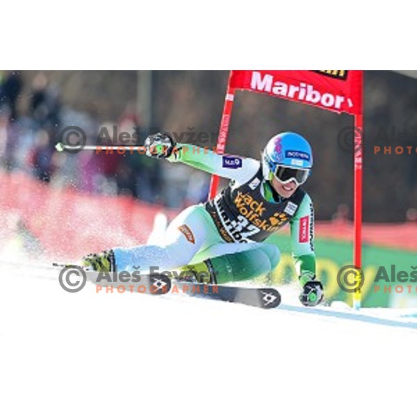 Katarina Lavtar (SLO) in first run of 51. Golden Fox- Zlata Lisica FIS World Cup Giant Slalom in Maribor, Slovenia on February 21, 2015