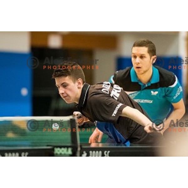 Deni Kozul in action during tabel tennis match of National Championship 2015, Jesenice, Slovenia, on January 31, 2015