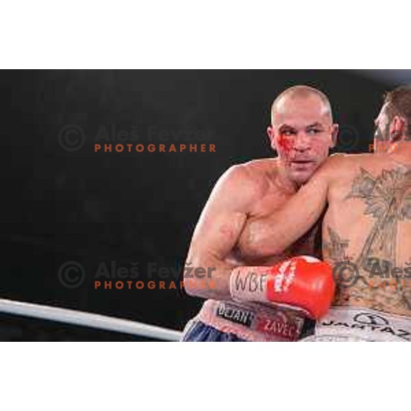Dejan Zavec fights with Sasha Yengoyan for WBF world champion title in Tabor Hall, Maribor, 11.4.2015