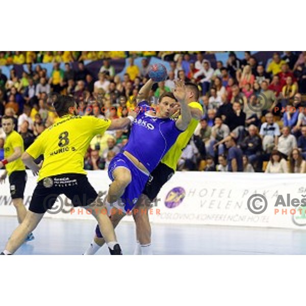 of Celje PL in action during handball match between Gorenje Velenje and Celje Pivovarna Lasko in 1.NLB leasing league, played in Red Hall,Velenje, Slovenia on April 15, 2015