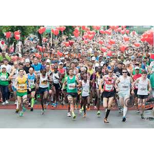 Start of 21km and 42km run on 35. Maraton treh src in Radenci, Slovenia on 16th of May, 2015