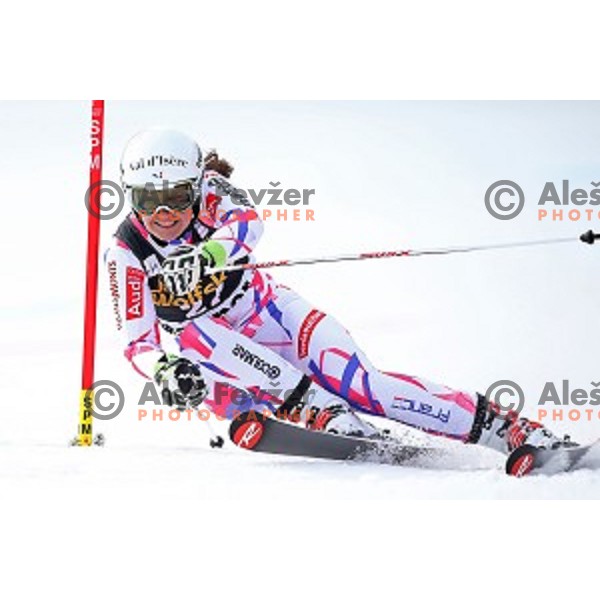 Anemone marmottan in first run of FIS Audi World Cup Alpine skiing Giant Slalom for 52 Golden Fox - Zlata Lisica in Maribor, Slovenia on January 30, 2016