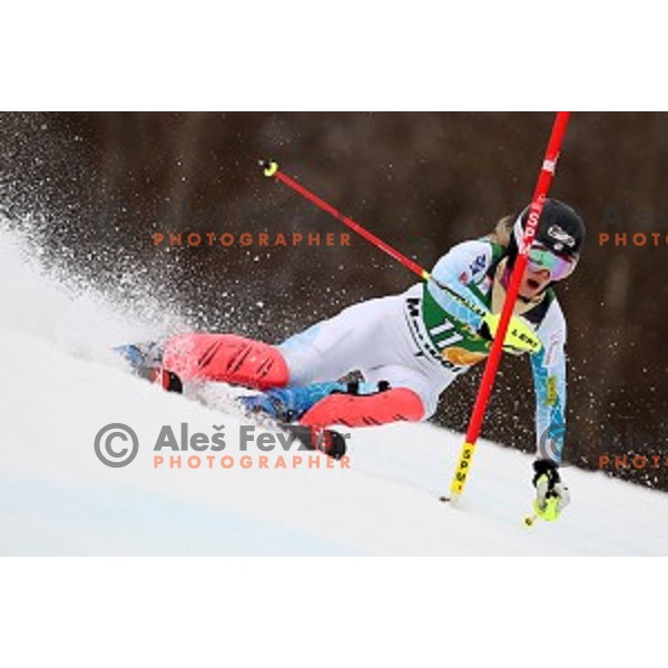 Resi Stiegler skiing in first run of FIS Audi World Cup Alpine Skiing Slalom for 52 Golden Fox - Zlata Lisica in Maribor, Slovenia on January 31, 2016 which was cancelled due to warm temperatures