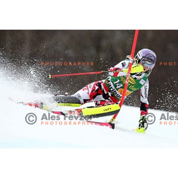 Michaela Kirchgasser skiing in first run of FIS Audi World Cup Alpine Skiing Slalom for 52 Golden Fox - Zlata Lisica in Maribor, Slovenia on January 31, 2016 which was cancelled due to warm temperatures