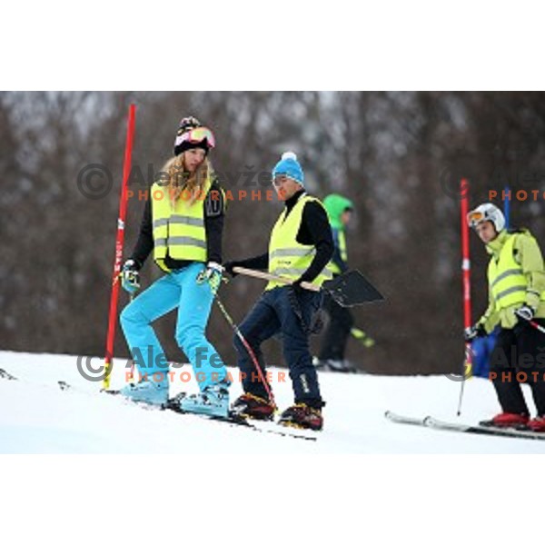 skiing in first run of FIS Audi World Cup Alpine Skiing Slalom for 52 Golden Fox - Zlata Lisica in Maribor, Slovenia on January 31, 2016 which was cancelled due to warm temperatures