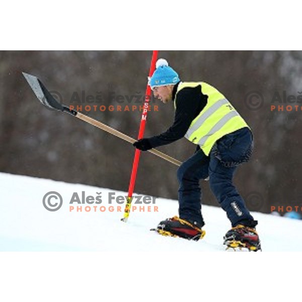 skiing in first run of FIS Audi World Cup Alpine Skiing Slalom for 52 Golden Fox - Zlata Lisica in Maribor, Slovenia on January 31, 2016 which was cancelled due to warm temperatures
