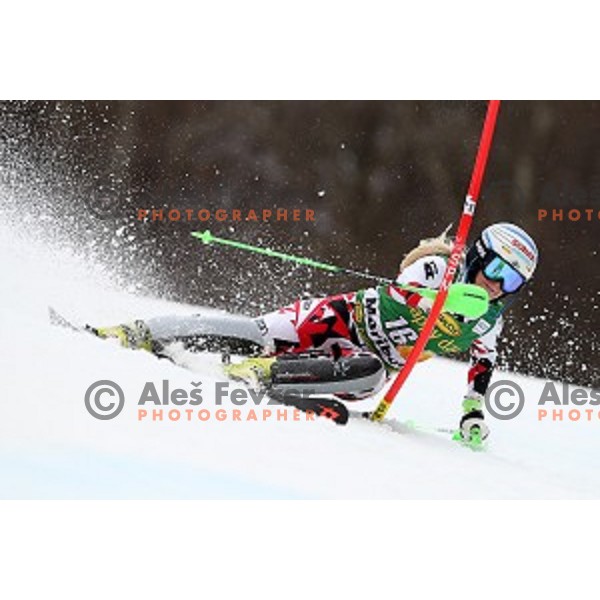 Eva maria Brem skiing in first run of FIS Audi World Cup Alpine Skiing Slalom for 52 Golden Fox - Zlata Lisica in Maribor, Slovenia on January 31, 2016 which was cancelled due to warm temperatures