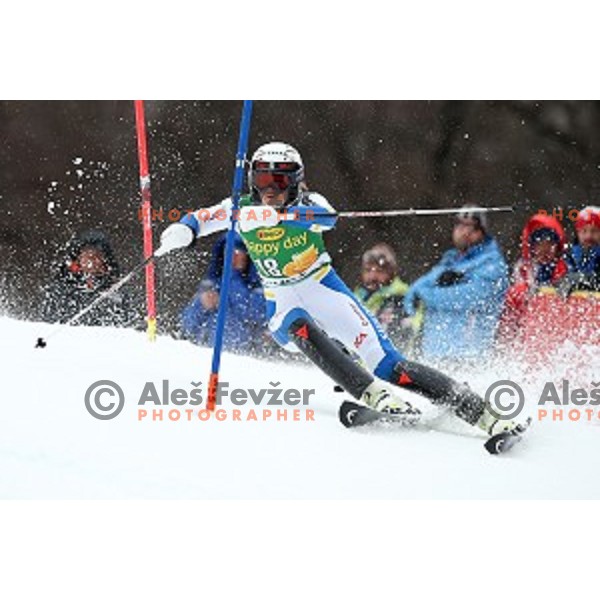 Anna Swenn Larsson skiing in first run of FIS Audi World Cup Alpine Skiing Slalom for 52 Golden Fox - Zlata Lisica in Maribor, Slovenia on January 31, 2016 which was cancelled due to warm temperatures