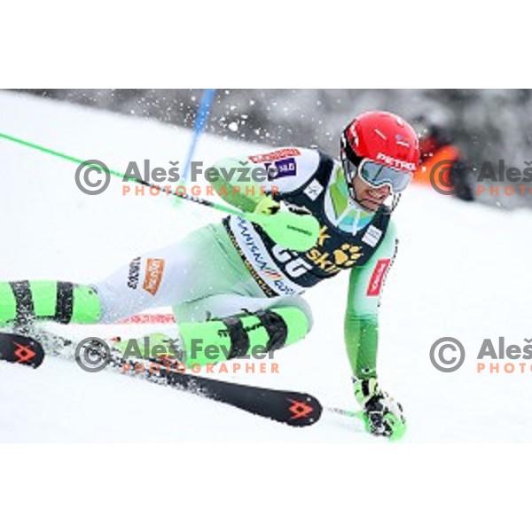 Miha Kuerner (SLO) skiing in first run of AUDI FIS Ski World Cup Slalom for 55.Vitranc Cup in Kranjska gora, Slovenia on March 6, 2016