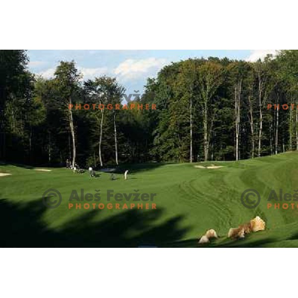 Hole 8, Otocec golf course 