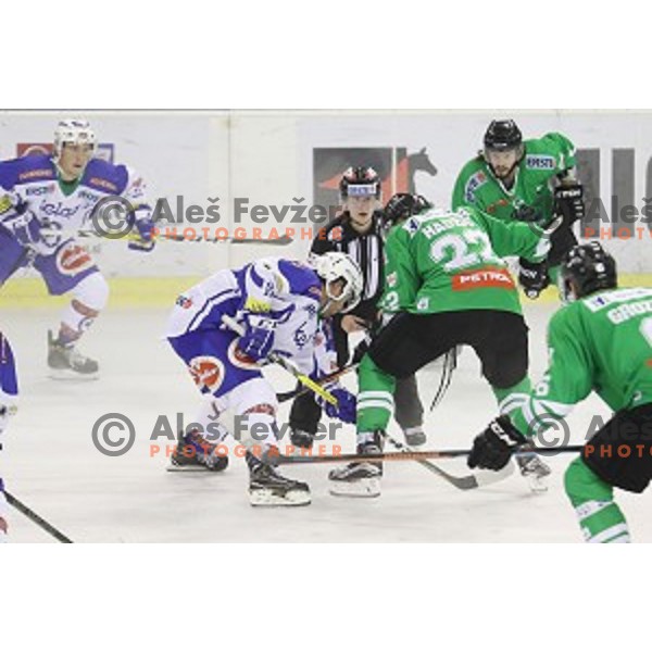of Olimpija Ljubljana in action during ice-hockey match between Olimpija Ljubljana and VSV in EBEL league 2016/2017 in Tivoli Hall, Ljubljana, Slovenia on September 16, 2016