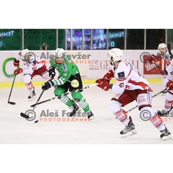 of Olimpija Ljubljana in action during EBEL league 2016/2017 ice-hockey match between Olimpija Ljubljana and KAC in Tivoli Hall, Ljubljana, Slovenia on October 18, 2016