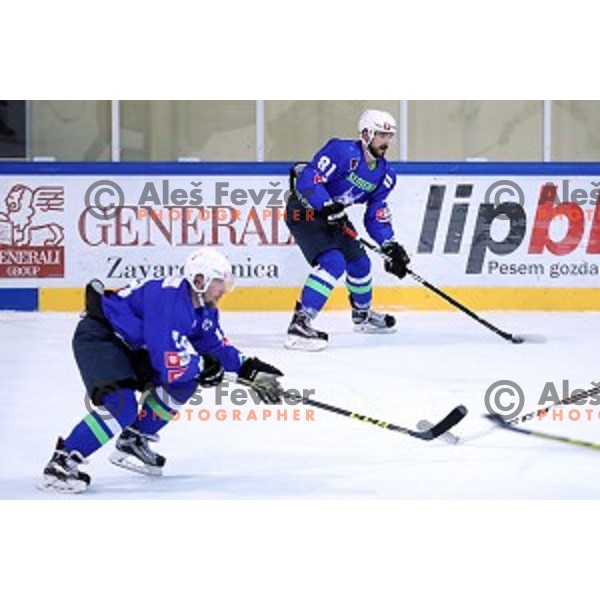 Ziga Pesut of Slovenia in action during EIHC Challenge ice-hockey match between Slovenia and Latvia in Bled Ice Hall, Slovenia on November 3, 2016