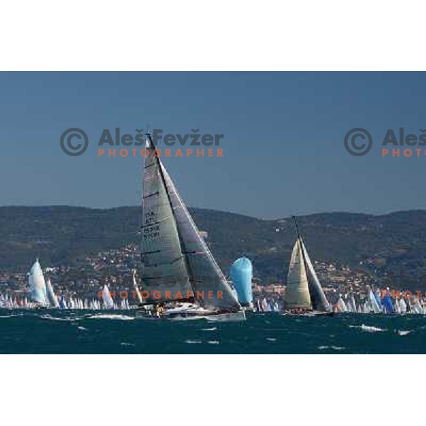 Sailing regatta Barcolana, Trieste, Italy 14.10.2007. Photo by Ales Fevzer 