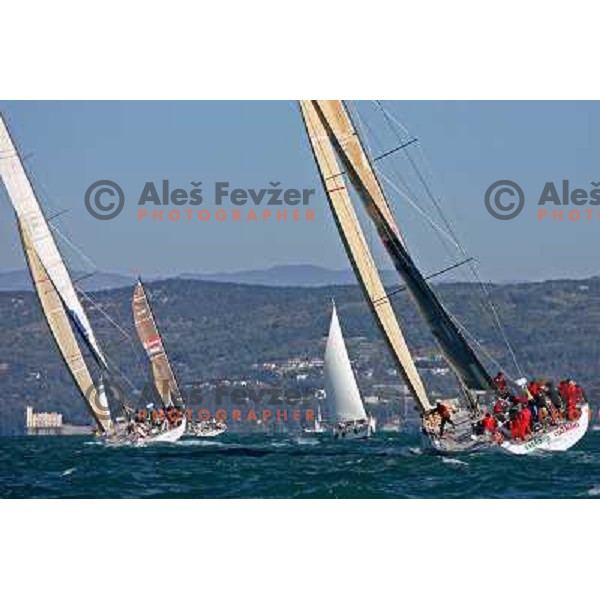 Sailing regatta Barcolana, Trieste, Italy 14.10.2007. Photo by Ales Fevzer 