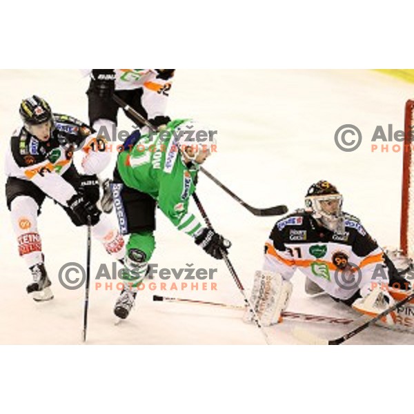 of Olimpija Ljubljana in action during ice-hockey match between Olimpija Ljubljana and Graz in EBEL league 2016/2017 in Tivoli Hall, Ljubljana, Slovenia on November 20, 2016