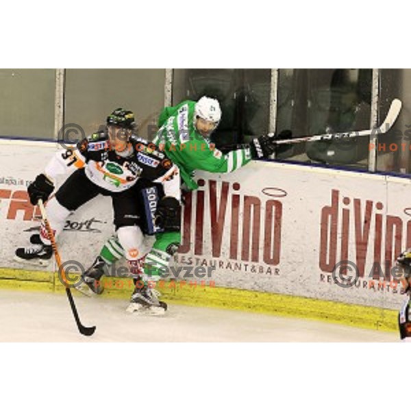 of Olimpija Ljubljana in action during ice-hockey match between Olimpija Ljubljana and Graz in EBEL league 2016/2017 in Tivoli Hall, Ljubljana, Slovenia on November 20, 2016