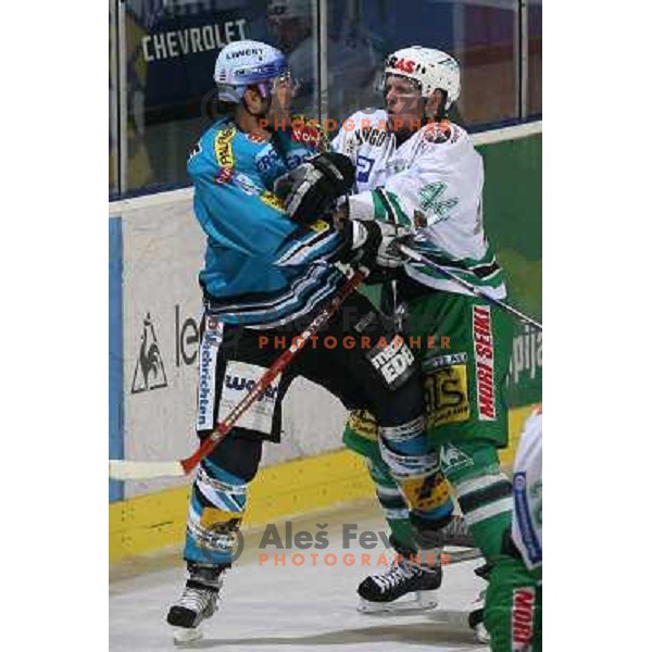 Tavzelj (44) at ice-hockey match ZM Olimpija- Black Wings Linz in EBEL league, played in Ljubljana 28.10.2007. Photo by Ales Fevzer 