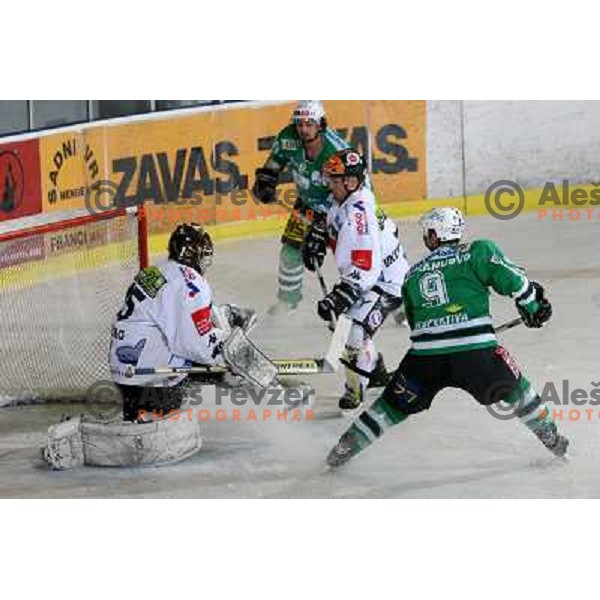 Intranuovo at ice-hockey match ZM Olimpija- Innsbruck in EBEL league , played in Ljubljana (Slovenia) 11.11.2007. Photo by Ales Fevzer 