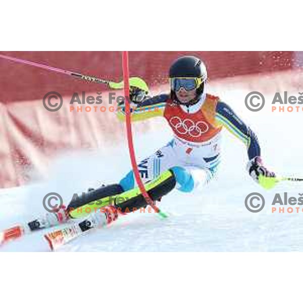 Frida Hansdotter (SWE) skiing in the first run of Ladies slalom at Yongpyong Alpine Centre during PyeongChang 2018 Winter Olympic Games, South Korea on February 16, 2018
