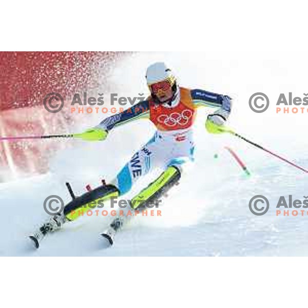 Anna Swenn Larsson (SWE) skiing in the first run of Ladies slalom at Yongpyong Alpine Centre during PyeongChang 2018 Winter Olympic Games, South Korea on February 16, 2018