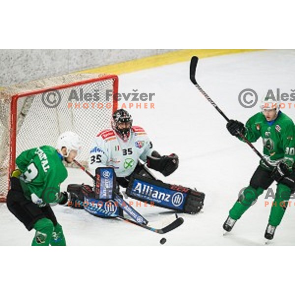 Anej Kujavec in action during Alps league ice hockey match between HK SZ Olimpija and Rittner Buam , Tivoli hall, Ljubljana, Slovenia on September 29, 2018