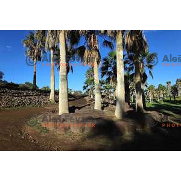 Golf Sur was built on volcanic soil 1987 and has 27 holes close to the sea at Tenerife, Canary Islands on November 29, 2018