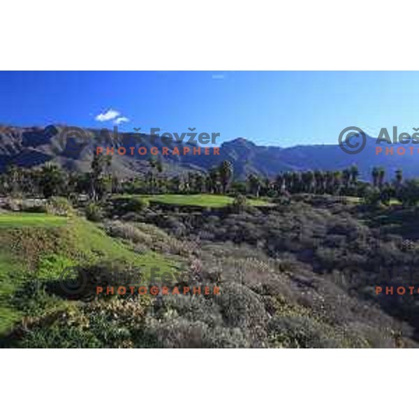Costa Adeje golf is 18 holes Championship course built on the former banana plantations. Photographed at Tenerife, Canary Islands on November 27, 2018
