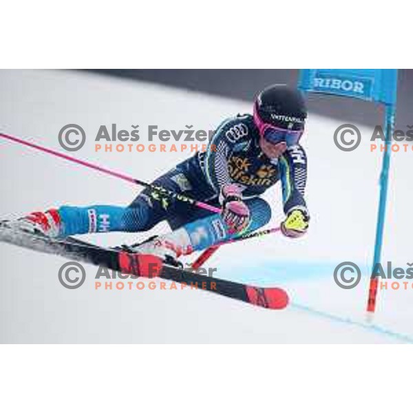 skiing in the first run of AUDI FIS World Cup Giant Slalom for 55. Golden Fox Zlata Lisica in Maribor, Slovenia on February 1, 2019