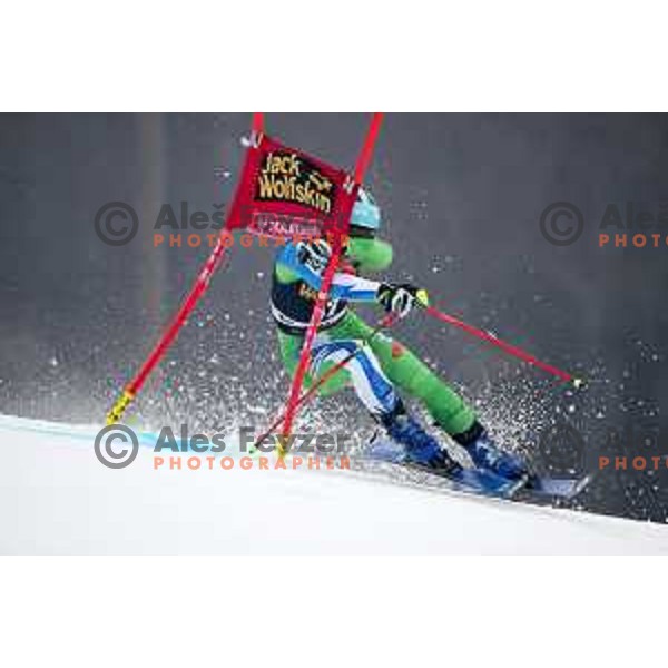 Meta Hrovat (SLO) skiing in the first run of AUDI FIS World Cup Giant Slalom for 55. Golden Fox Zlata Lisica in Maribor, Slovenia on February 1, 2019