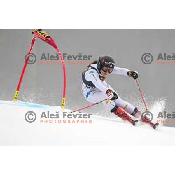 skiing in the first run of AUDI FIS World Cup Giant Slalom for 55. Golden Fox Zlata Lisica in Maribor, Slovenia on February 1, 2019