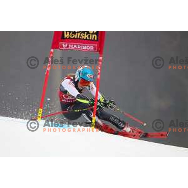 Mikaela Shiffrin (USA) skiing in the first run of AUDI FIS World Cup Giant Slalom for 55. Golden Fox Zlata Lisica in Maribor, Slovenia on February 1, 2019