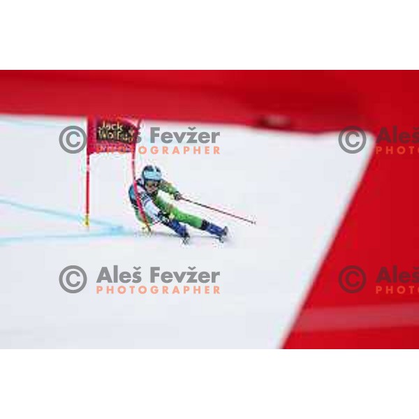 AUDI FIS World Cup Giant Slalom for 55. Golden Fox Zlata Lisica in Maribor, Slovenia on February 1, 2019