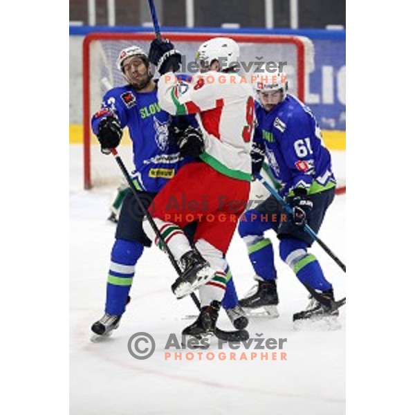 action during EIHC ice-hockey match between Slovenia and Belarus in Bled Ice Hall, Slovenia on February 9, 2019