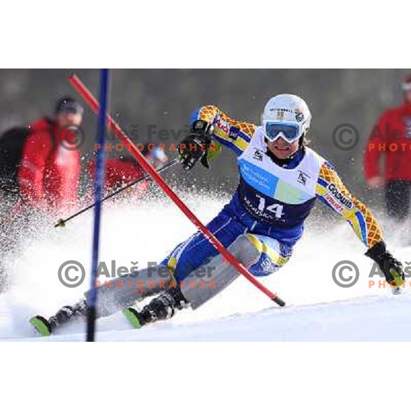 Johan Brolenius skiing in second run of Europa Cup slalom in Kranjska gora, Slovenia 15.2.2008 