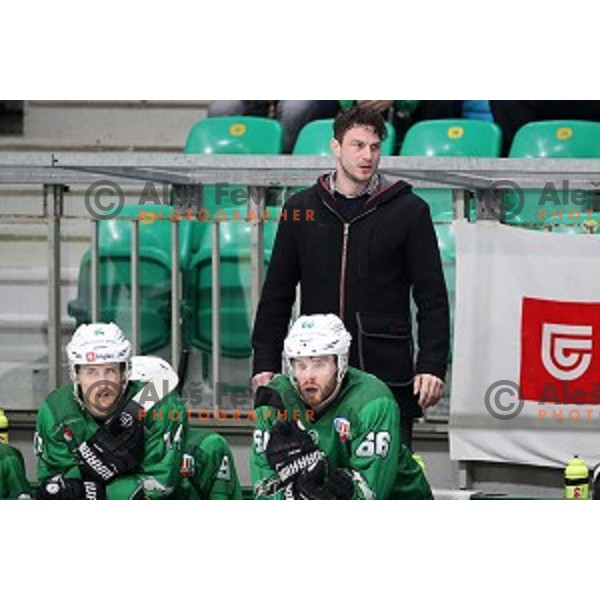Gregor Poloncic, head coach of SZ Olimpija during Alps League ice-hockey match between SZ Olimpija and Rittner Buam in Tivoli Hall, Ljubljana, Slovenia on February 25, 2020