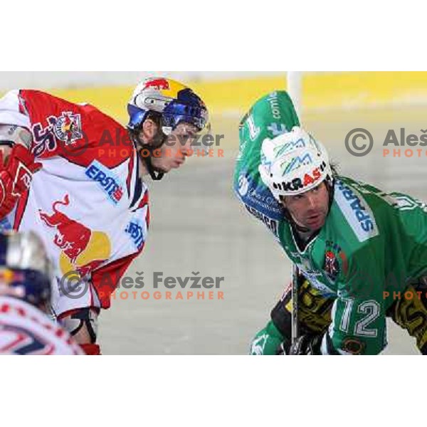 Pewal (36) and Elik (12) in face-off at ice-hockey game ZM Olimpija-Red Bulls Salzburg in the Final of EBEL league, played in Ljubljana, Slovenia 20.3.2008. ZM Olimpija won the game 4:3 and leads series 3:1. Photo by Ales Fevzer 