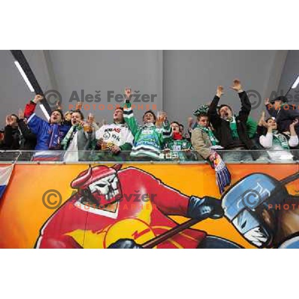 ZM Olimpija fans at fifth game of the Final of EBEL league between Red Bulls Salzburg and ZM Olimpija, played in Salzburg 23.3.2008. Red Bulls won 5:0 . Photo by Ales Fevzer 