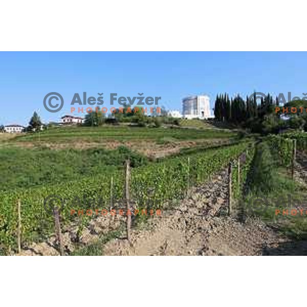 Winemaker Dario Princic has his vineyards in village Oslavia in Collio near Gorizia, Italy. Photography was taken on sunny summer day on June 16, 2018