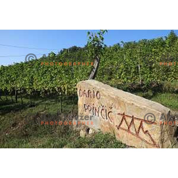 Winemaker Dario Princic has his vineyards in village Oslavia in Collio near Gorizia, Italy. Photography was taken on sunny summer day on June 16, 2018