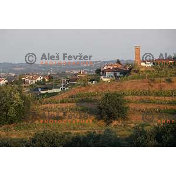 Vineyards around Plesivo village in Goriška Brda - Gorica Hills, Slovenia on sunny summer day on June 16, 2018