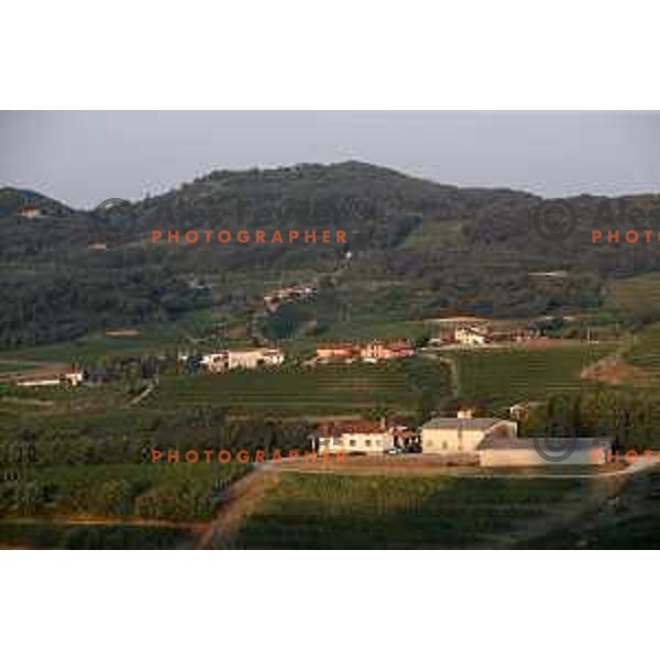 Best Slovenian vineyards in Goriška Brda - Gorica Hills on the border with Italy on sunny summer day on June 16, 2018