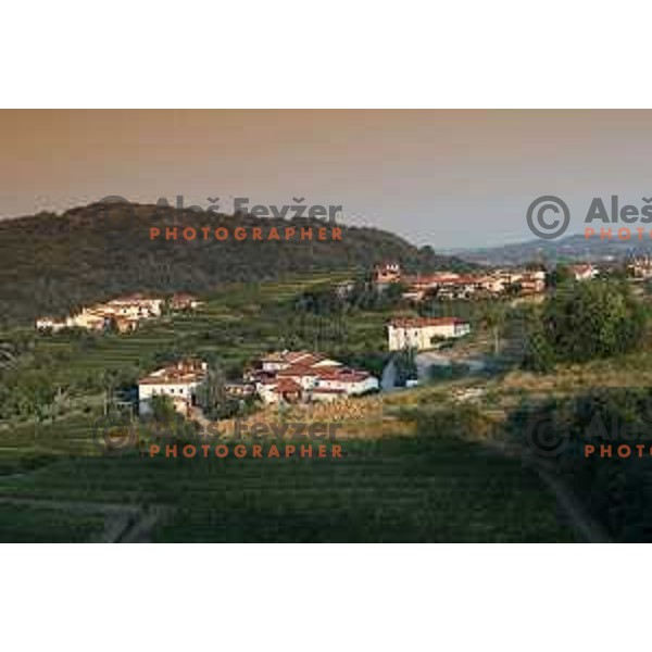 Vineyards around Plesivo village in Goriška Brda - Gorica Hills, Slovenia on sunny summer day on June 16, 2018