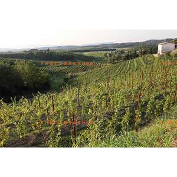 Vineyards around Plesivo village in Goriška Brda - Gorica Hills, Slovenia on sunny summer day on June 16, 2018